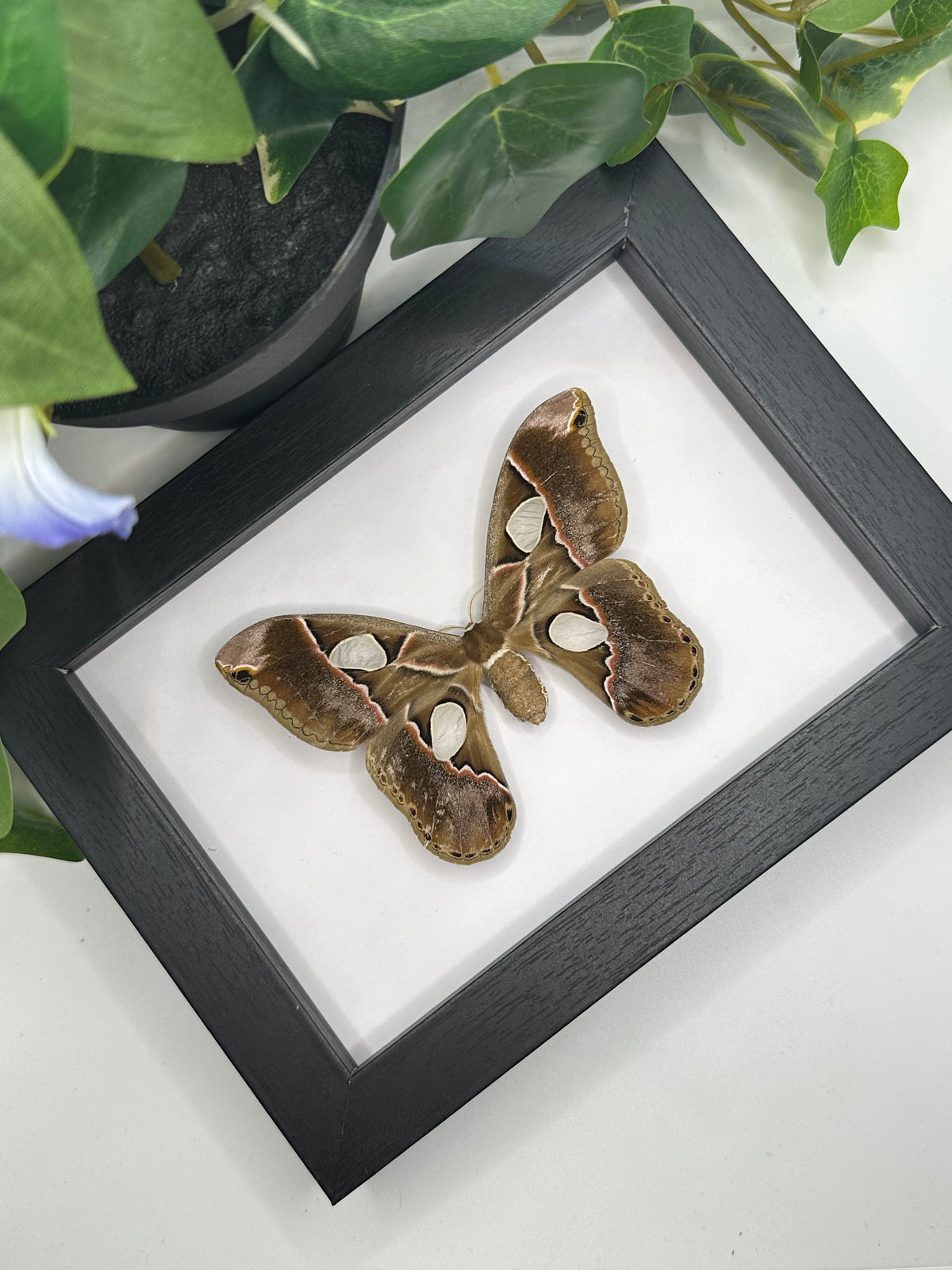 Rothschildia Lebeau Moth in a frame
