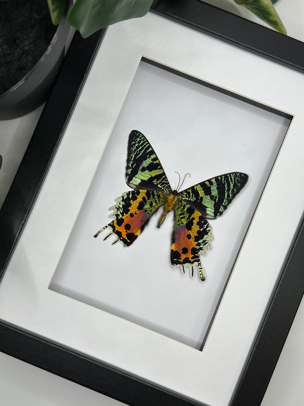 Madagascan Sunset Moth / Chrysiridia Rhipheus in a frame | Portrait