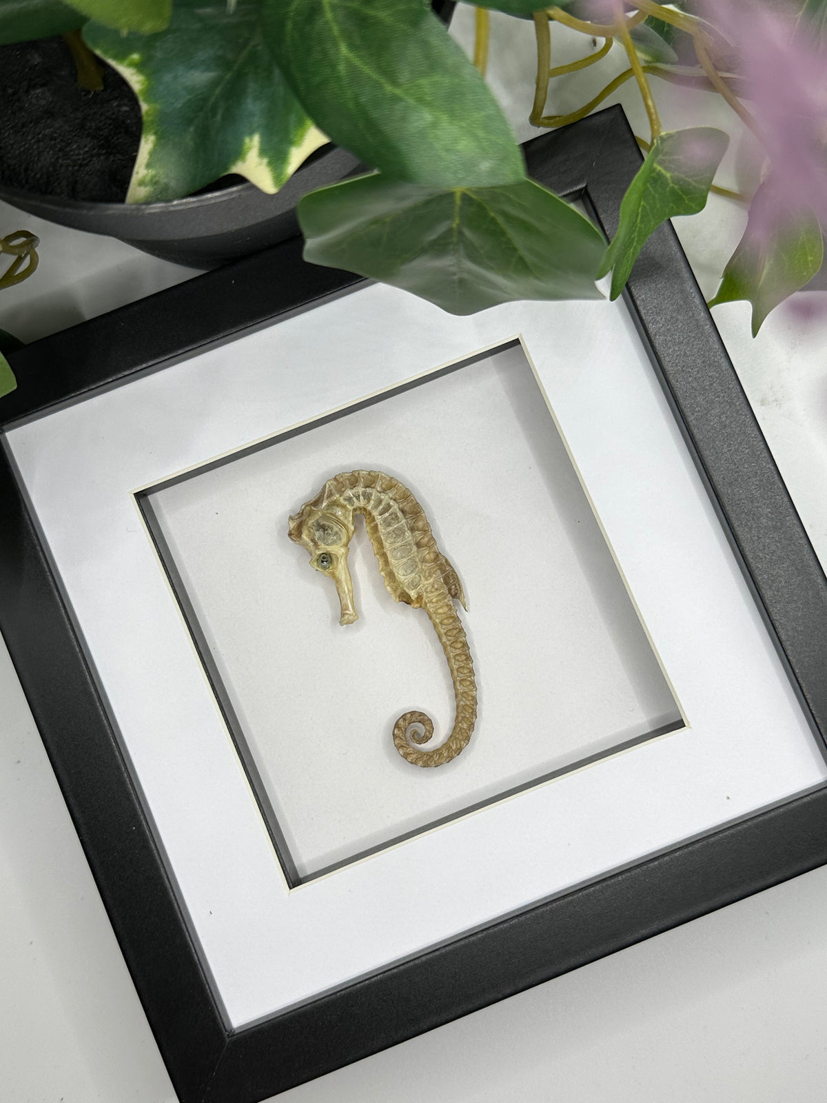 Dried Seahorse in a frame