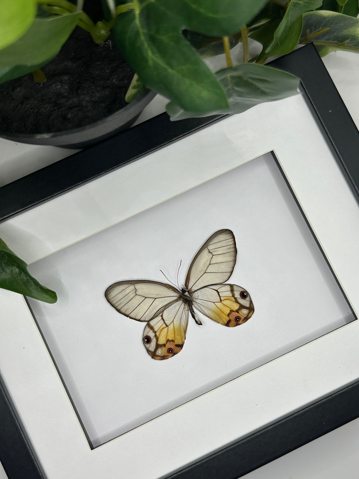 Glasswing Butterfly / Haetera Piera in a frame