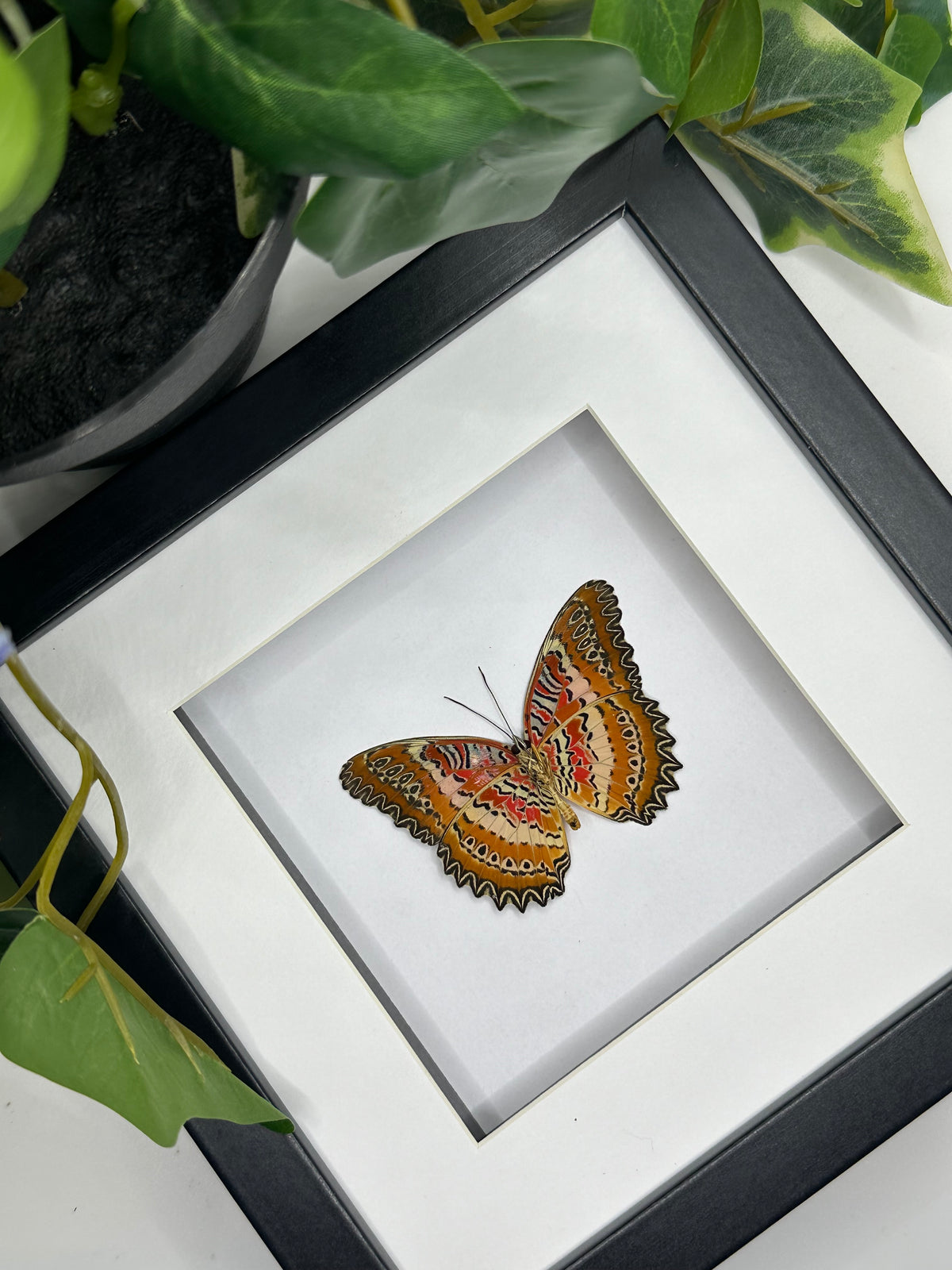 Lacewing Butterfly / Cethosia Cydippe in a frame