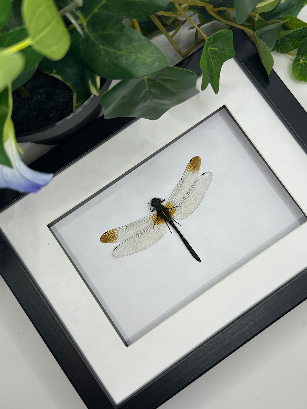 Java Dragonfly sp. in a frame