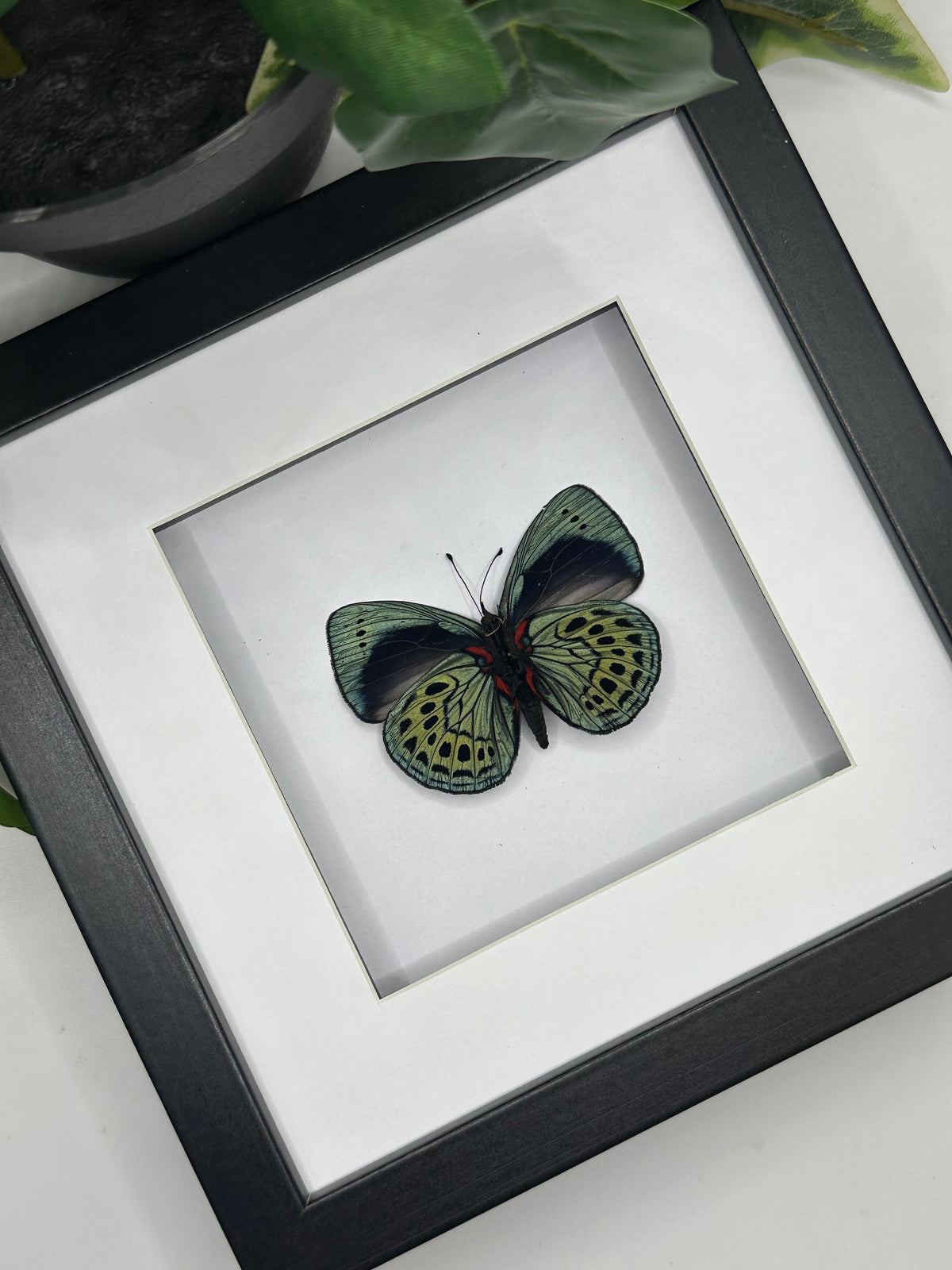 Asterope Philotima Butterfly in a frame