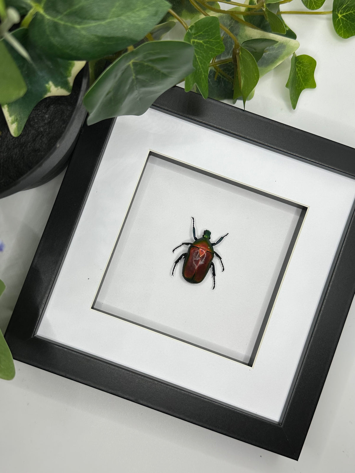 Torynorrhina Flammea Beetle in a frame
