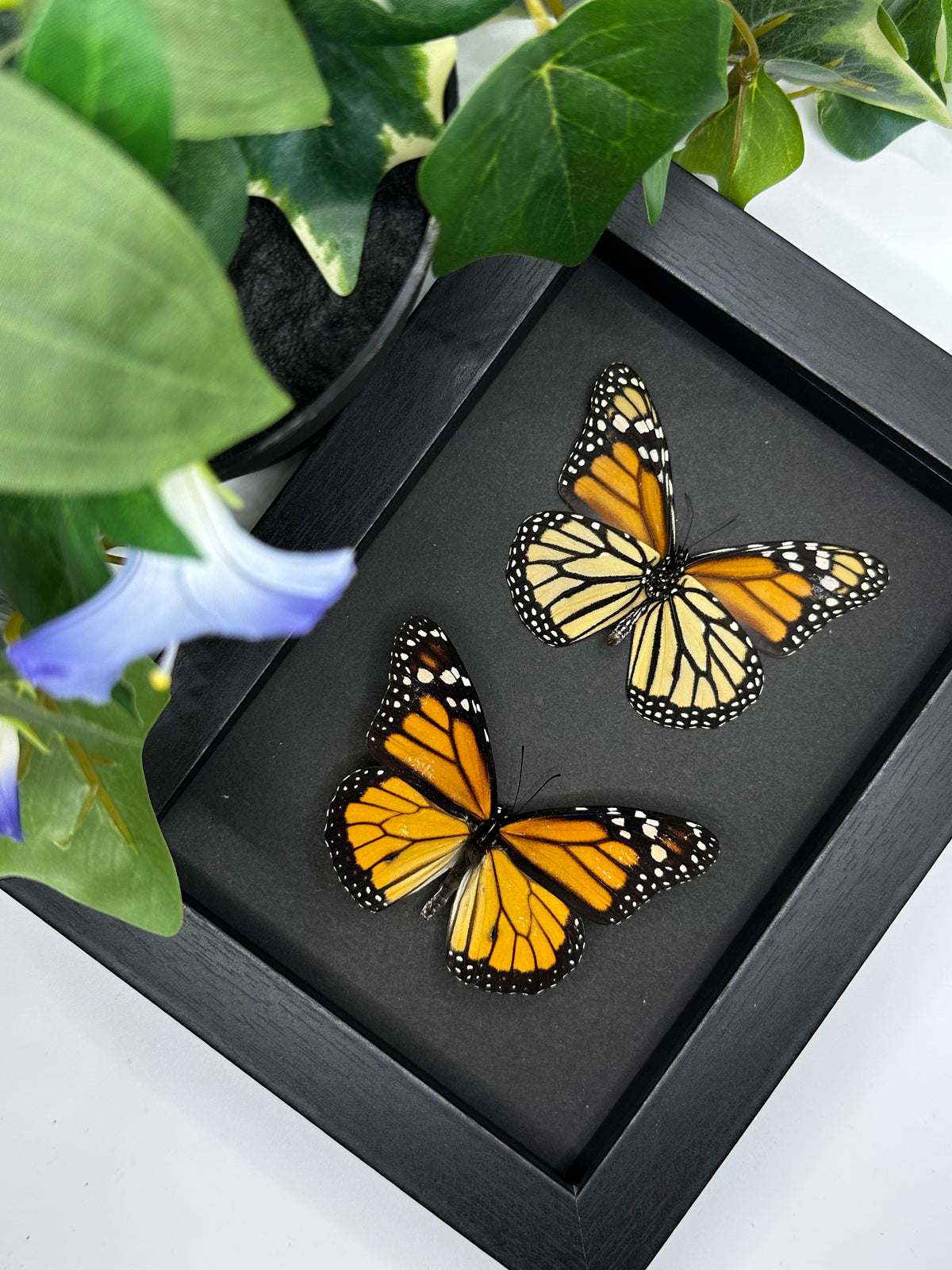 Duo Monarch Butterfly / Danaus Plexippus in a frame | Black