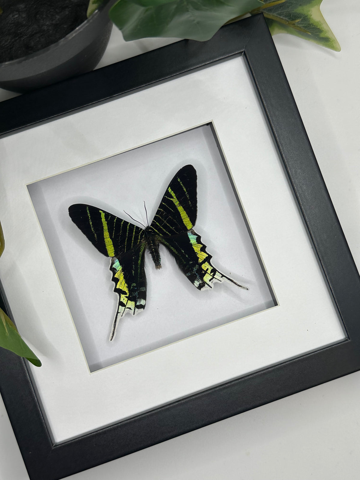 Green-Banded Urania / Urania Leilus Moth in a square frame