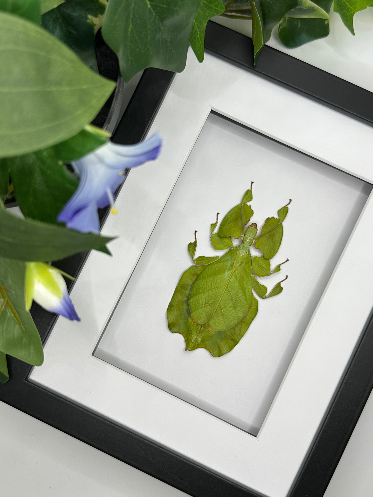 Phyllium Pulchrifolium / Leaf Insect in a frame