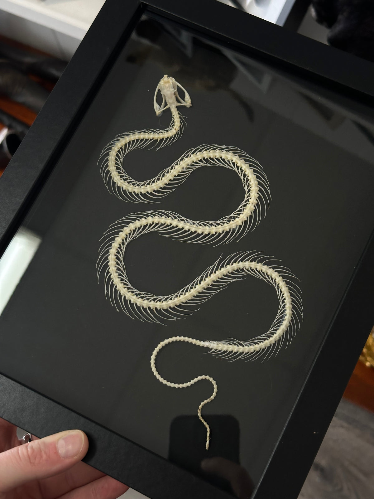 Snake Skeleton / White-Lipped Pit Viper in a frame #2