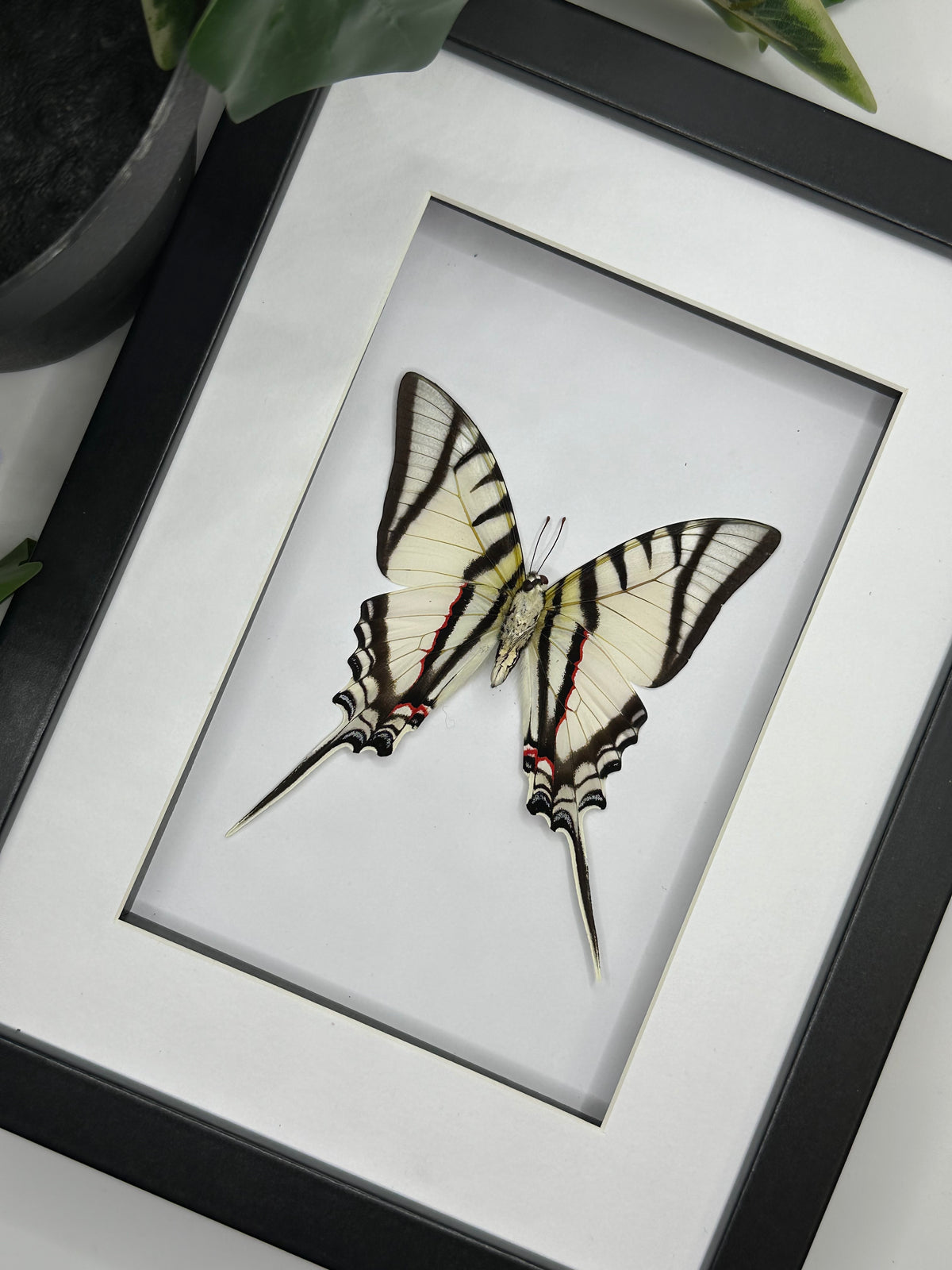 Eurytides Protesilaus Butterfly in a frame