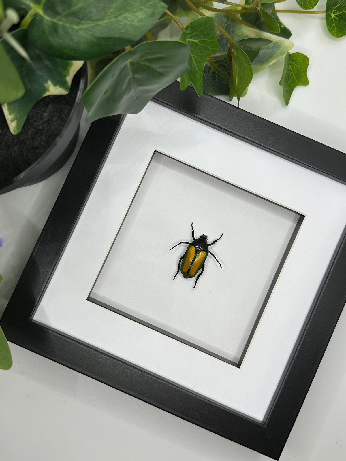 Flower Beetle / Caelorrhina Semiviridis in a frame
