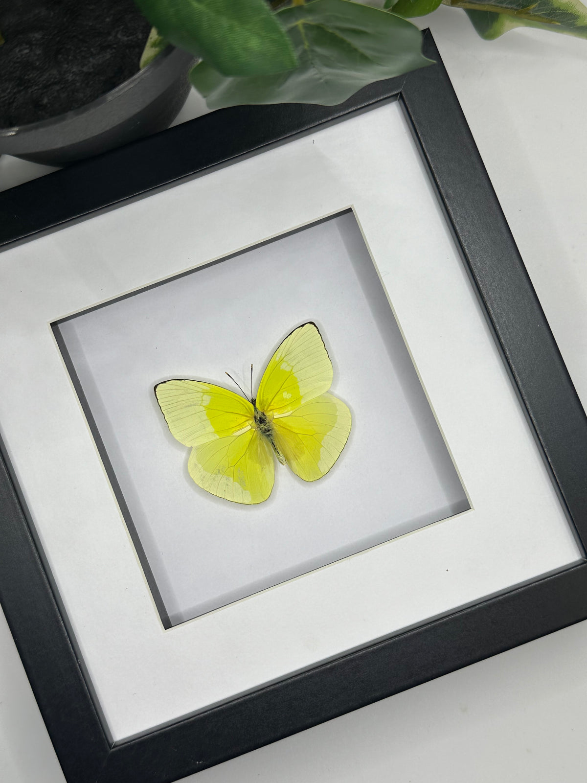 Phoebis Statira Butterfly in a frame