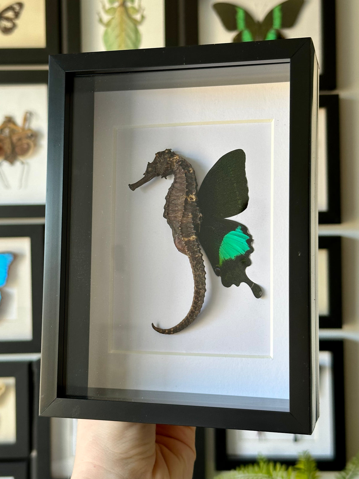 Dried 'Fairy' Seahorse in a frame