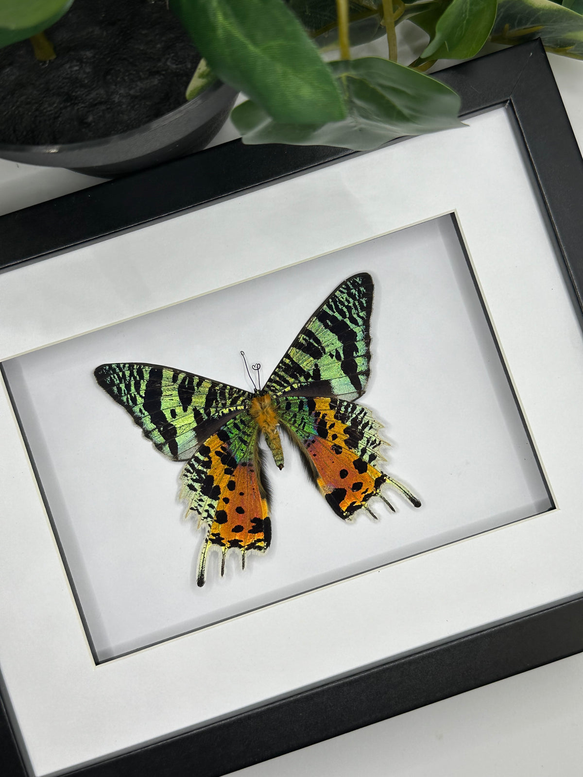Madagascan Sunset Moth / Chrysiridia Rhipheus in a frame #2
