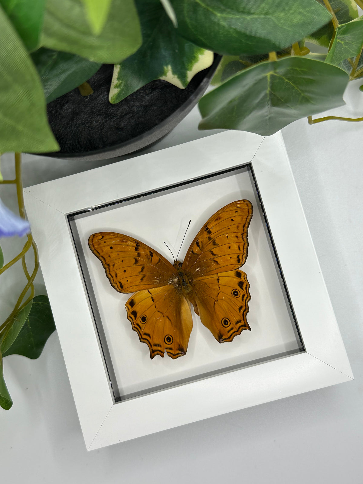 Cruiser Butterfly / Vindula Arsinoe in a frame