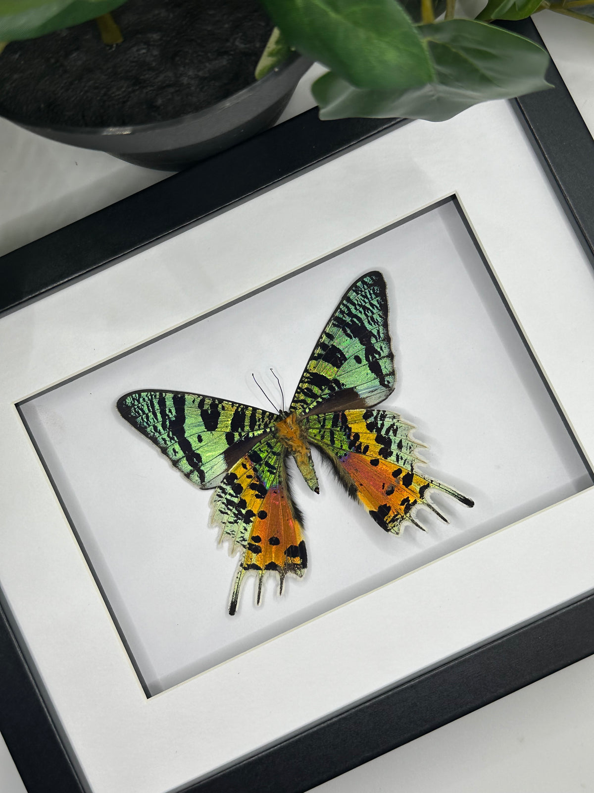 Madagascan Sunset Moth / Chrysiridia Rhipheus in a frame #1