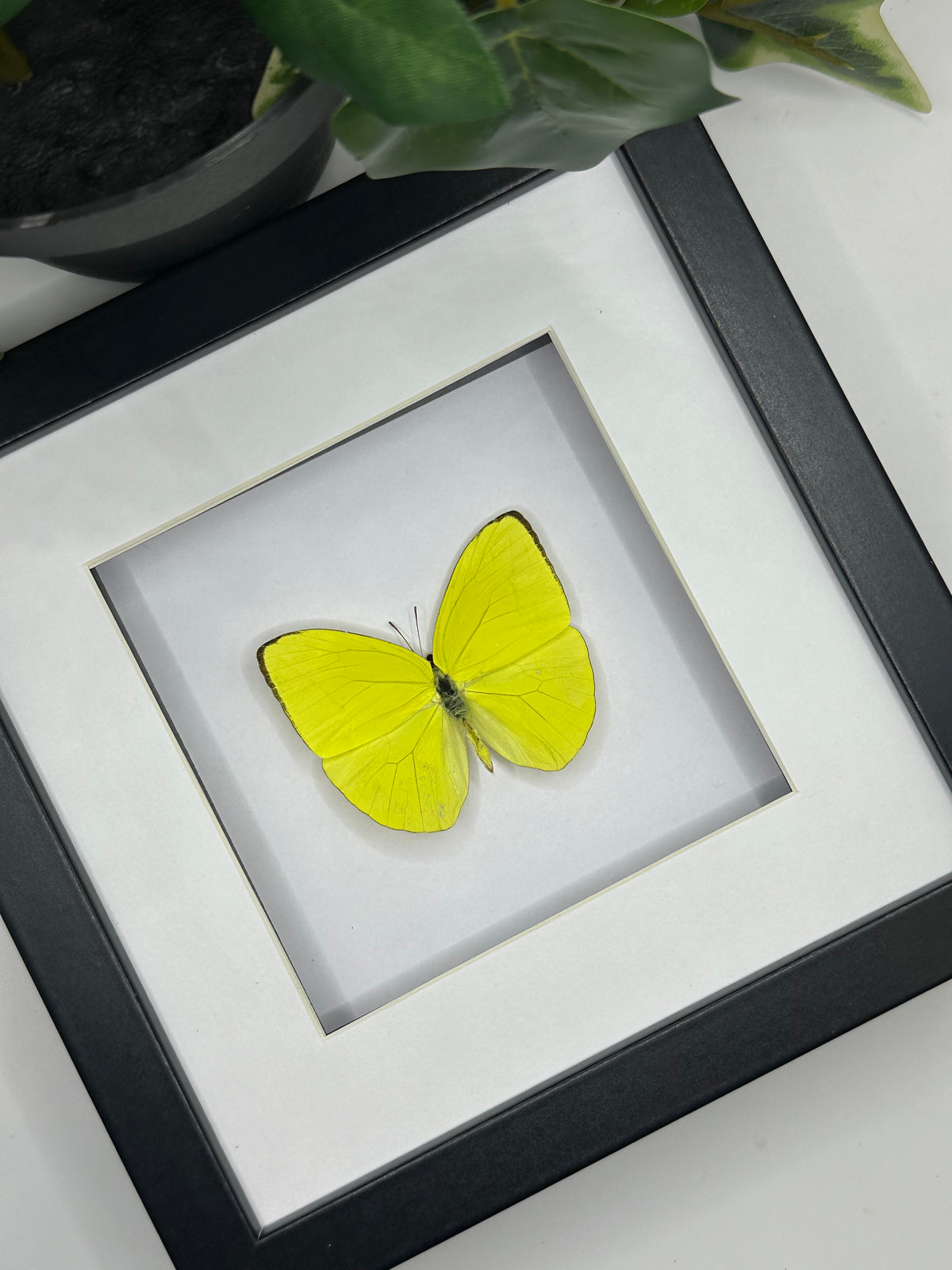 Phoebis Trite Butterfly in a frame