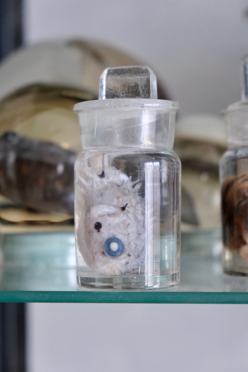 Wet Specimen Museum Jar Pufferfish 🐡 PICK UP ONLY Oddity Bug Club