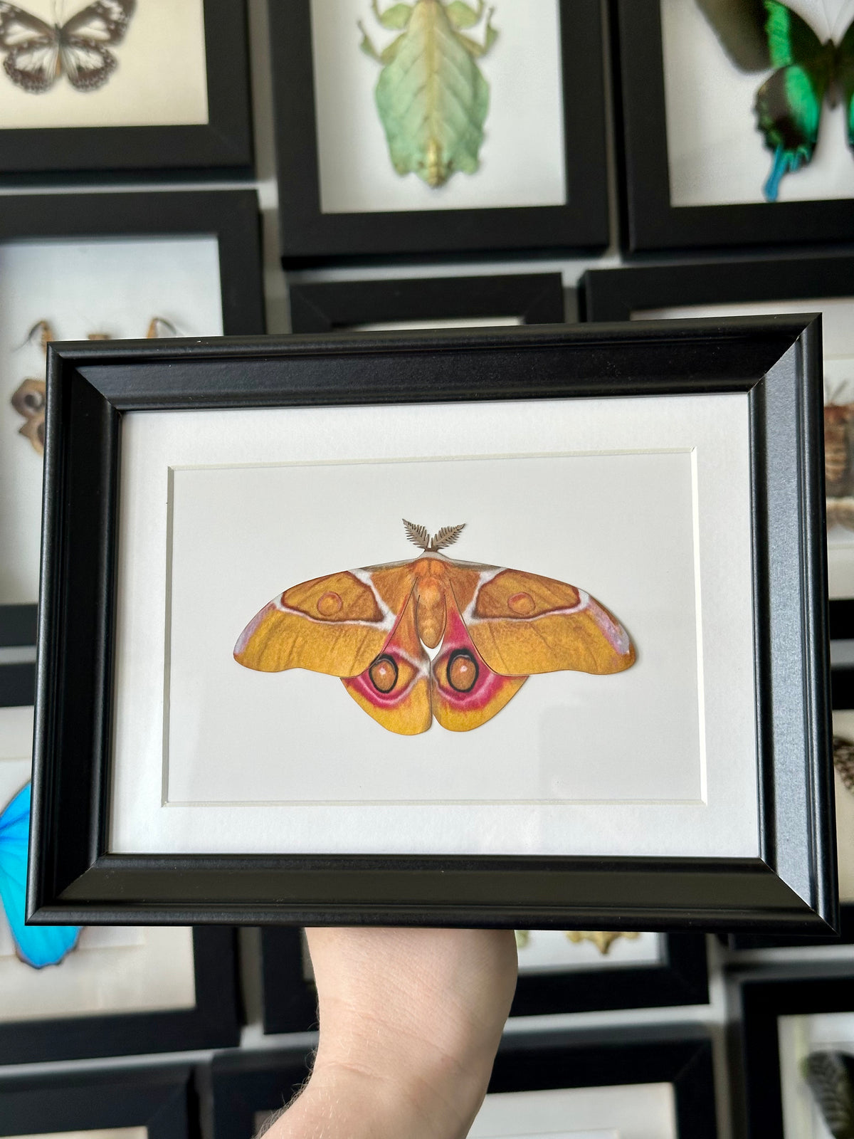 Madagascan Bullseye Moth | VEGAN Paper Specimen *NOT REAL*