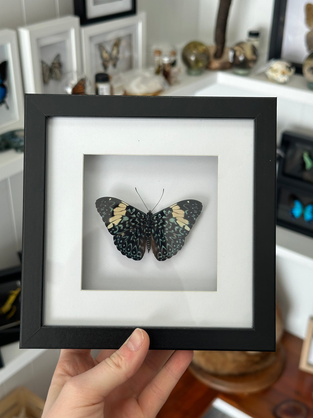 Cracker Butterfly / Hamadryas Amphinome in a frame