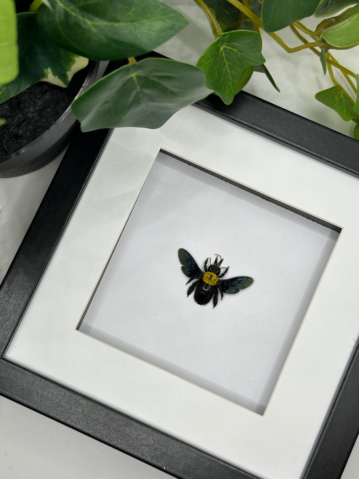 Black & Yellow Carpenter Bee / Xylocopa Confusa in a frame
