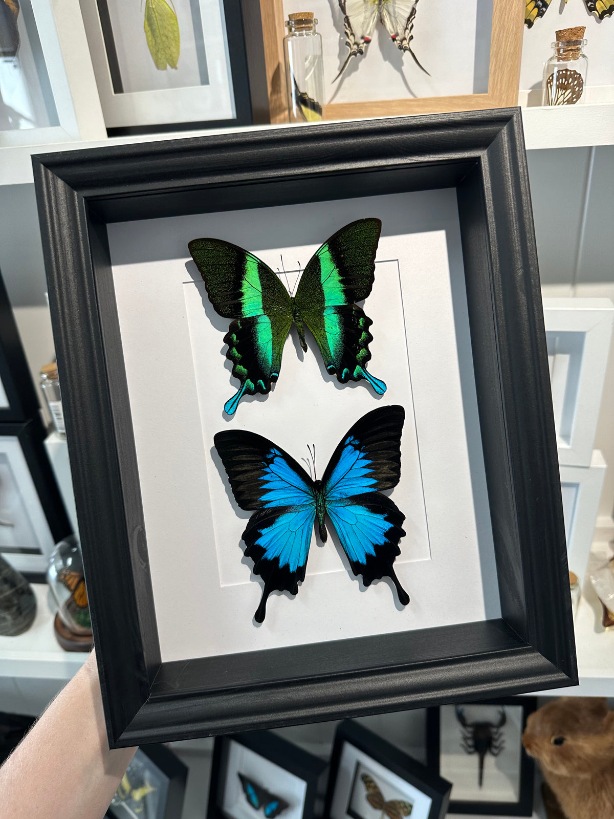 Papilio Ulysses & Papilio Blumei duo frame