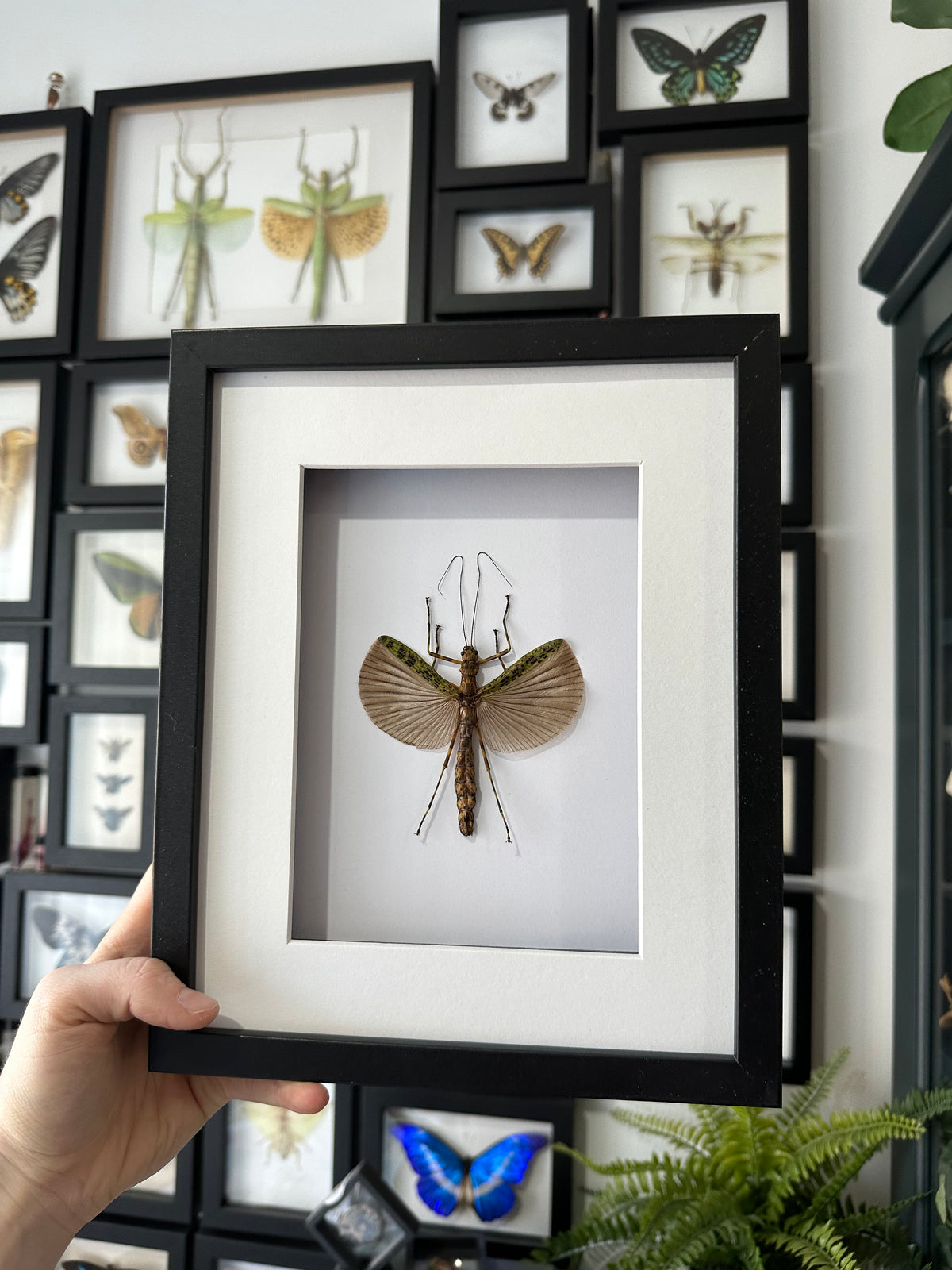 Stick Insect sp. in a frame