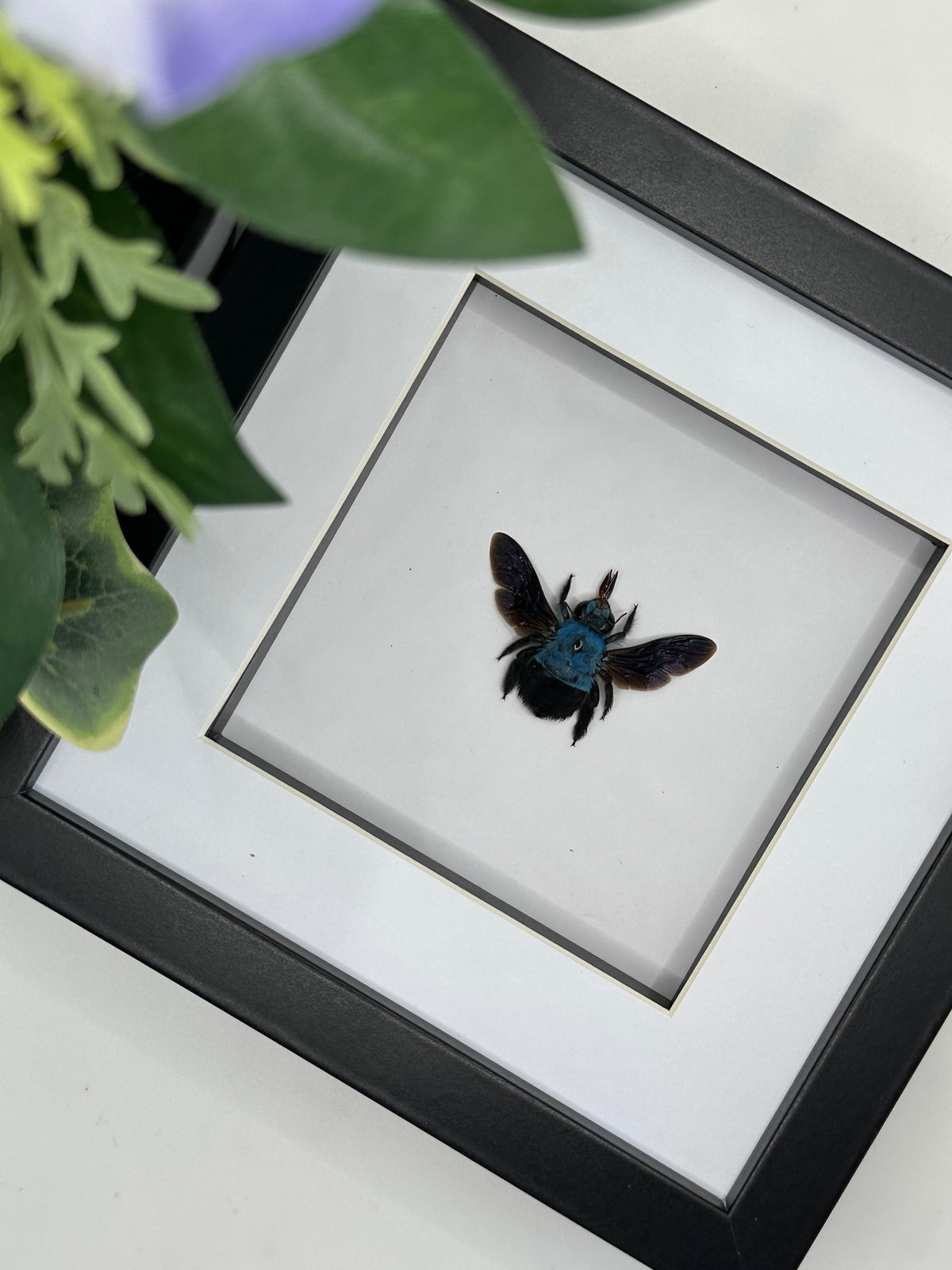 Blue Carpenter Bee / Xylocopa Caerulea in a frame