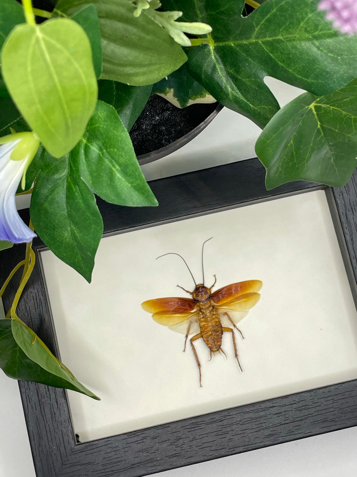 Australian Cockroach in a frame