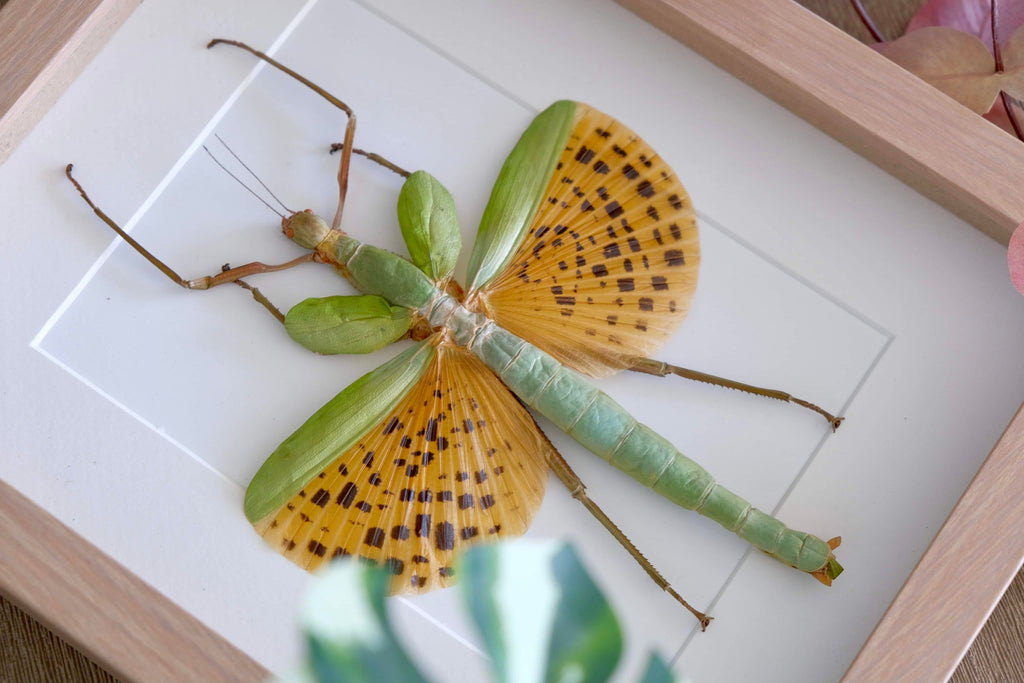 Preserved Bugs in Frames | Insect Taxidermy Australia | Oddity Bug Club