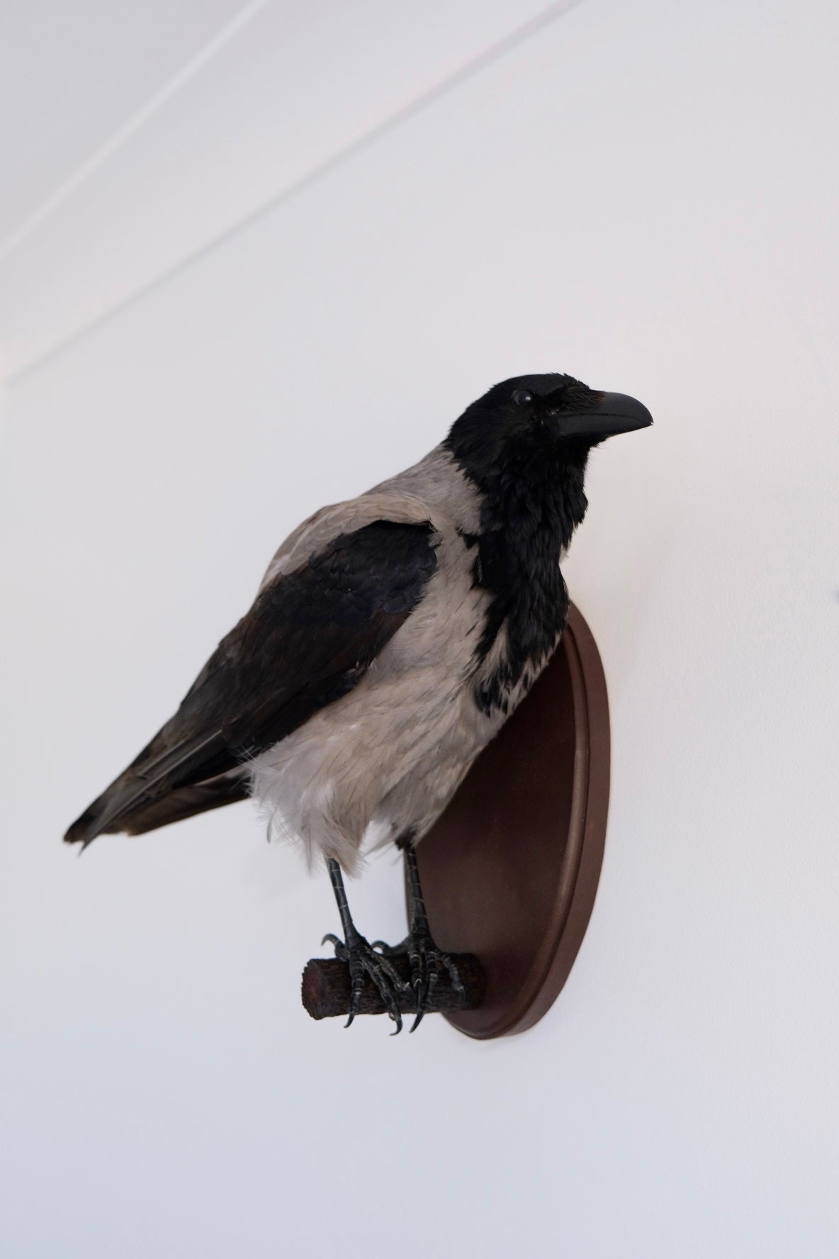 “Apollo” Taxidermy Hooded Crow | Express shipping unavailable #07