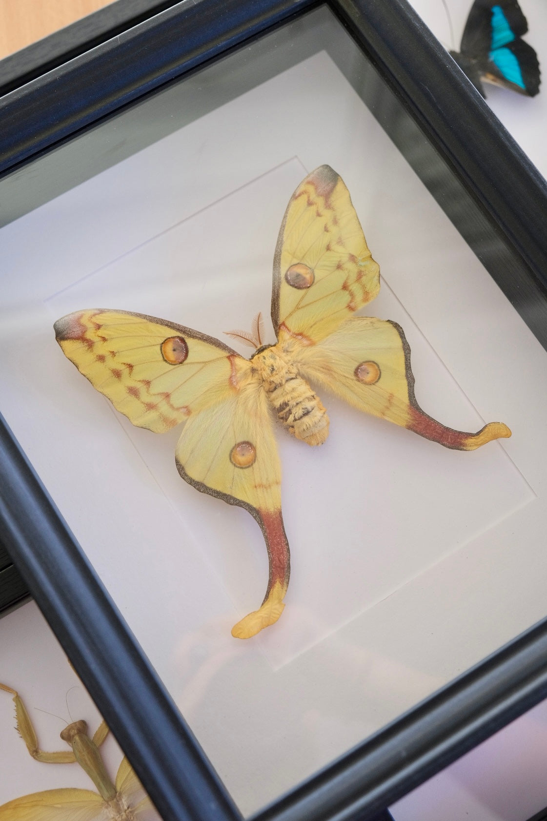 Comet Moth / Madagascan Moon Moth in a frame | Aberration