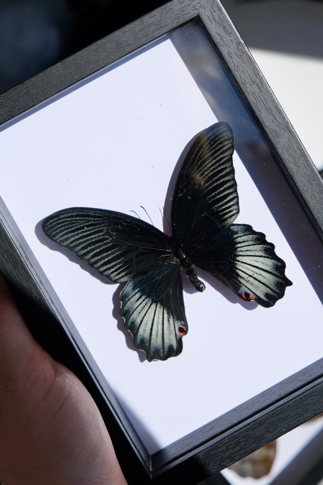 Scarlet Mormon / Papilio Rumanzovia in a frame (Male) | Dorsal (Top Side)