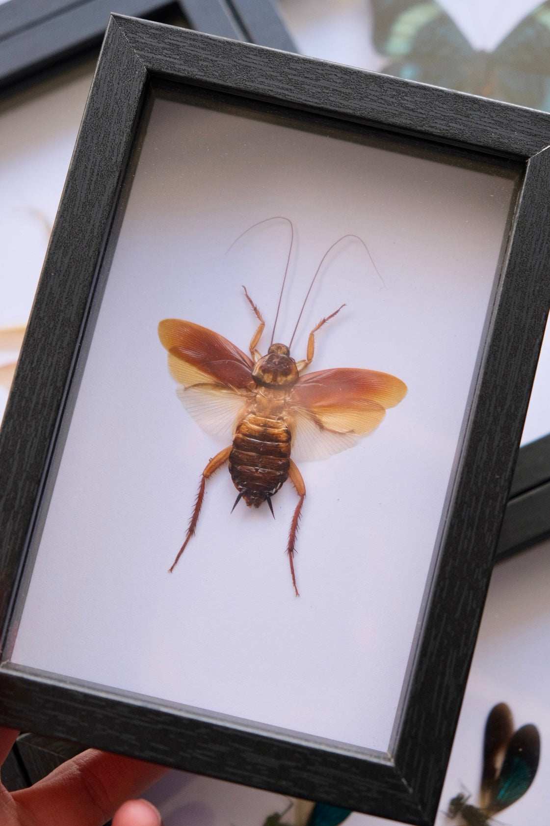 Australian Cockroach / Periplaneta Australasiae in a frame