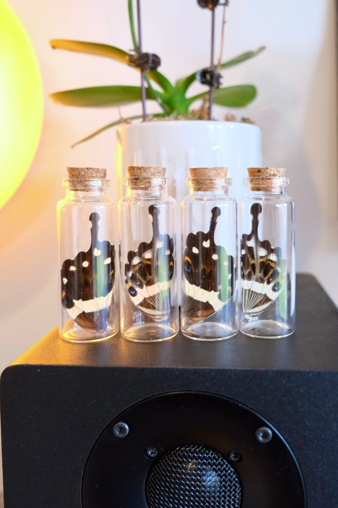 Central Emperor Swallowtail / Papilio Lormieri Wing in a Jar