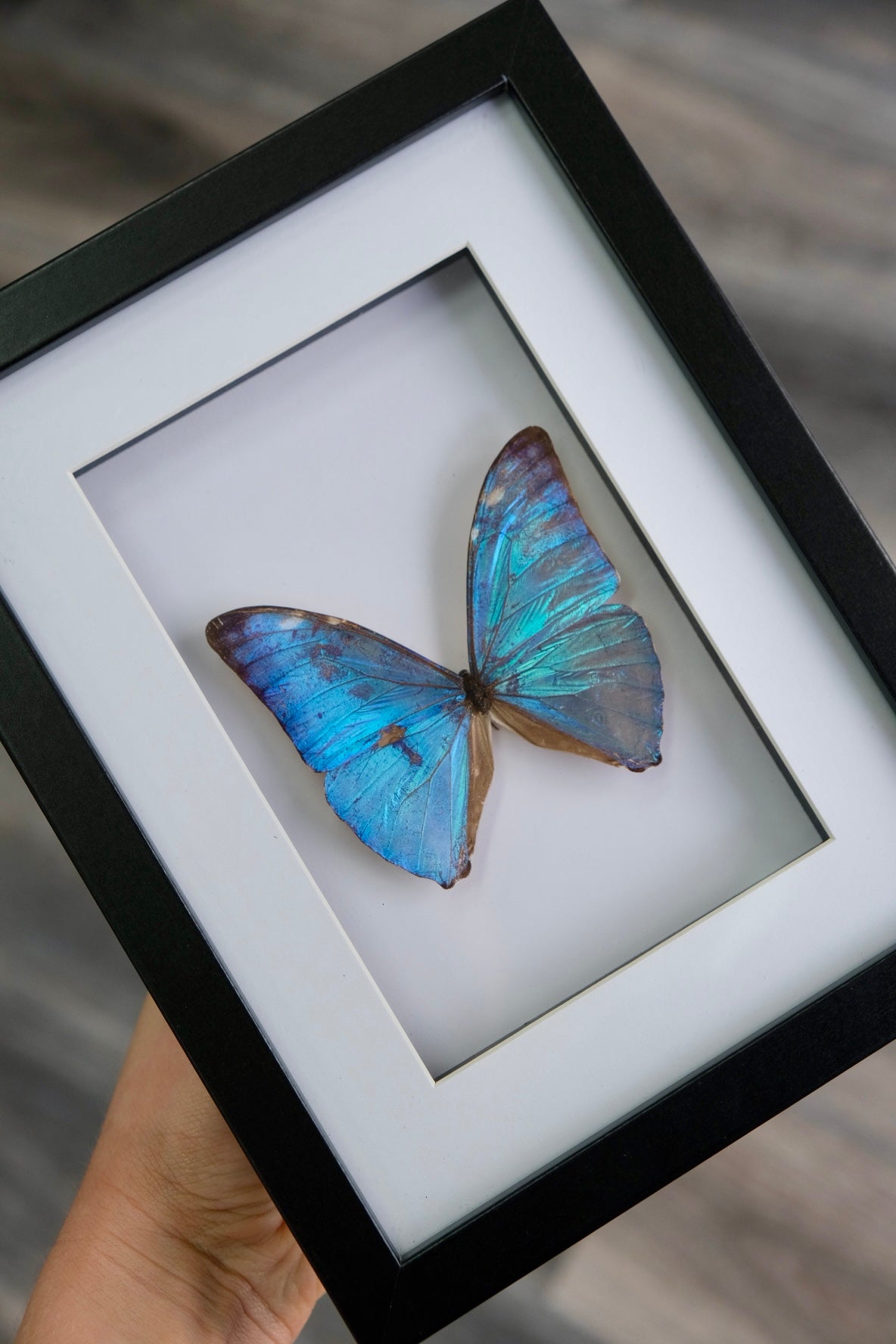 Morpho Adonis Butterfly in a frame | A2 - Damaged