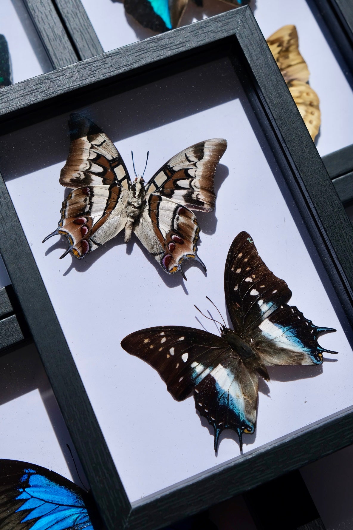 Sulawesi Blue Nawab Butterfly / Polyura Cognatus in a frame