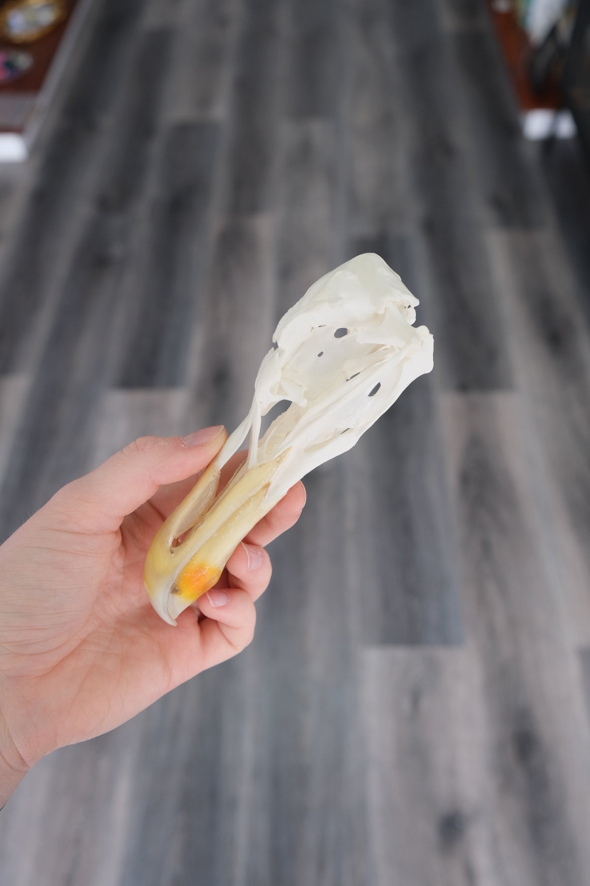 Greater Black Billed Gull Skull