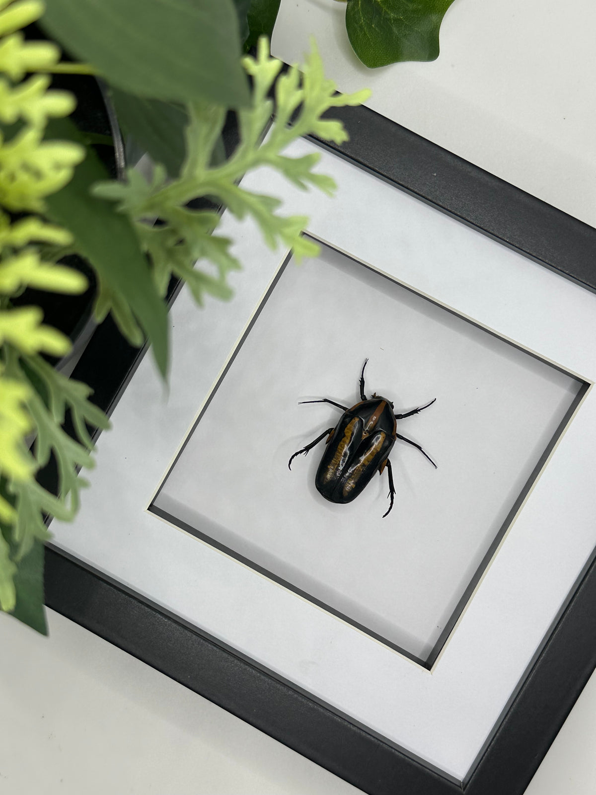 Flower Beetle / Clerota Rigifica in a frame