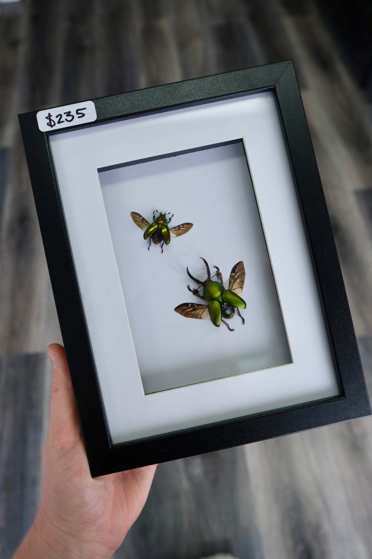 Saw-Tooth Stag Beetle / Lamprima Adolphinae Duo Frame | Male & Female