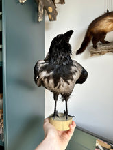 Load image into Gallery viewer, “Zazu” Taxidermy Hooded Crow
