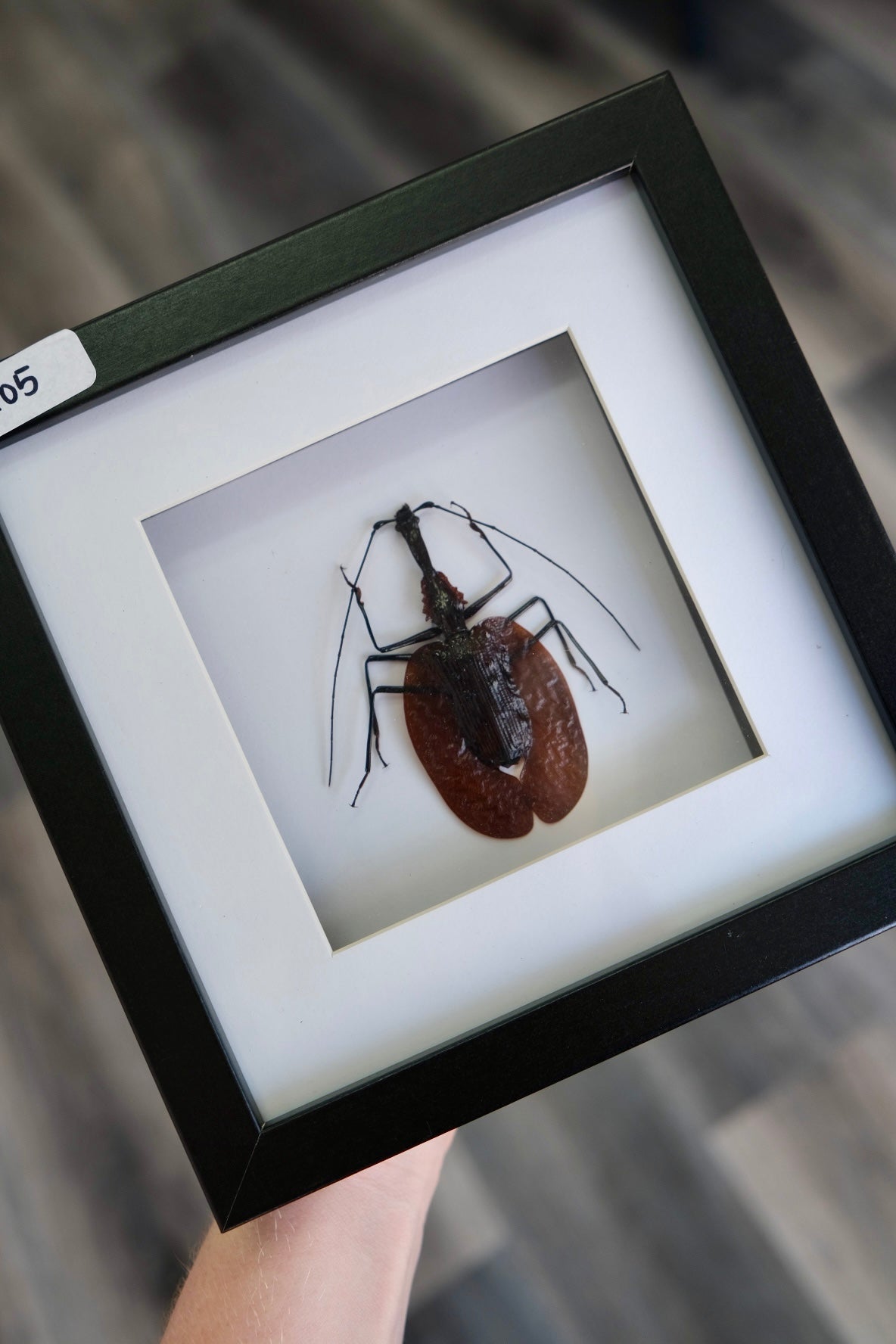 Violin Beetle / Mormolyce Hagenbach in a frame