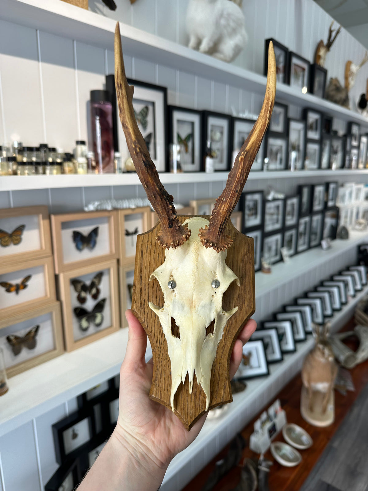 Roe Deer Skull Shield