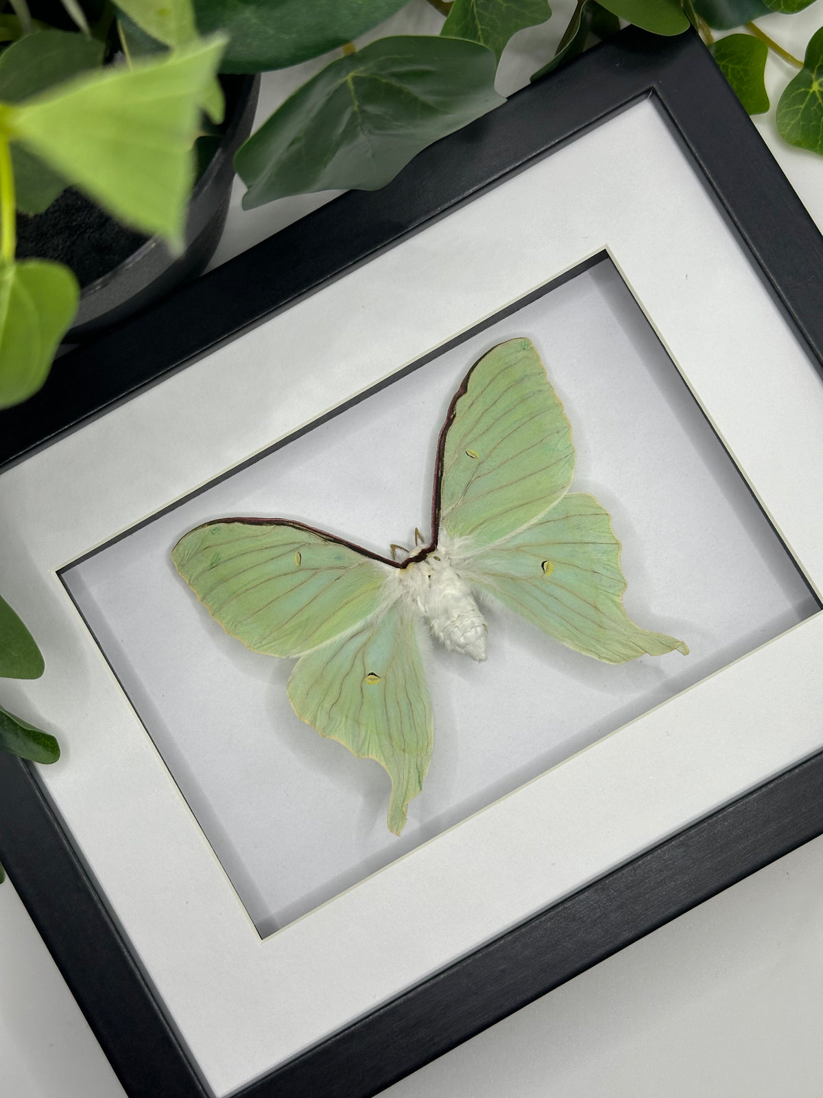 Sweetheart Luna Moth / Actias dulcinea in a frame | Female