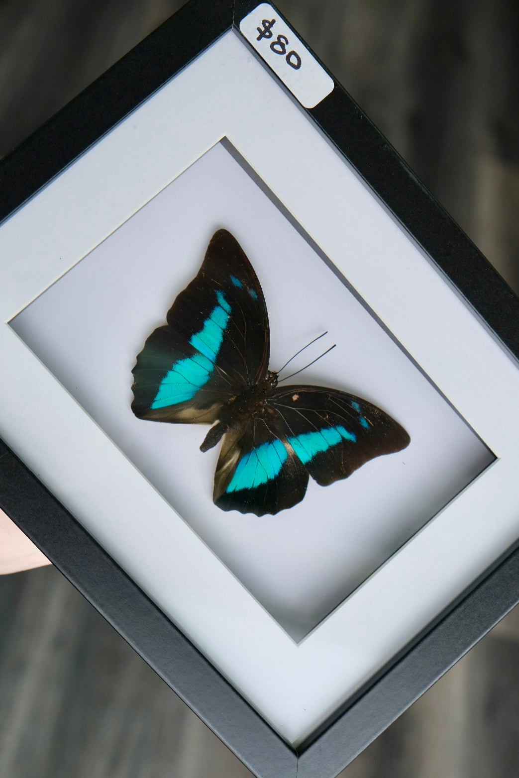 Prepona Butterfly in a frame | Scratched Frame