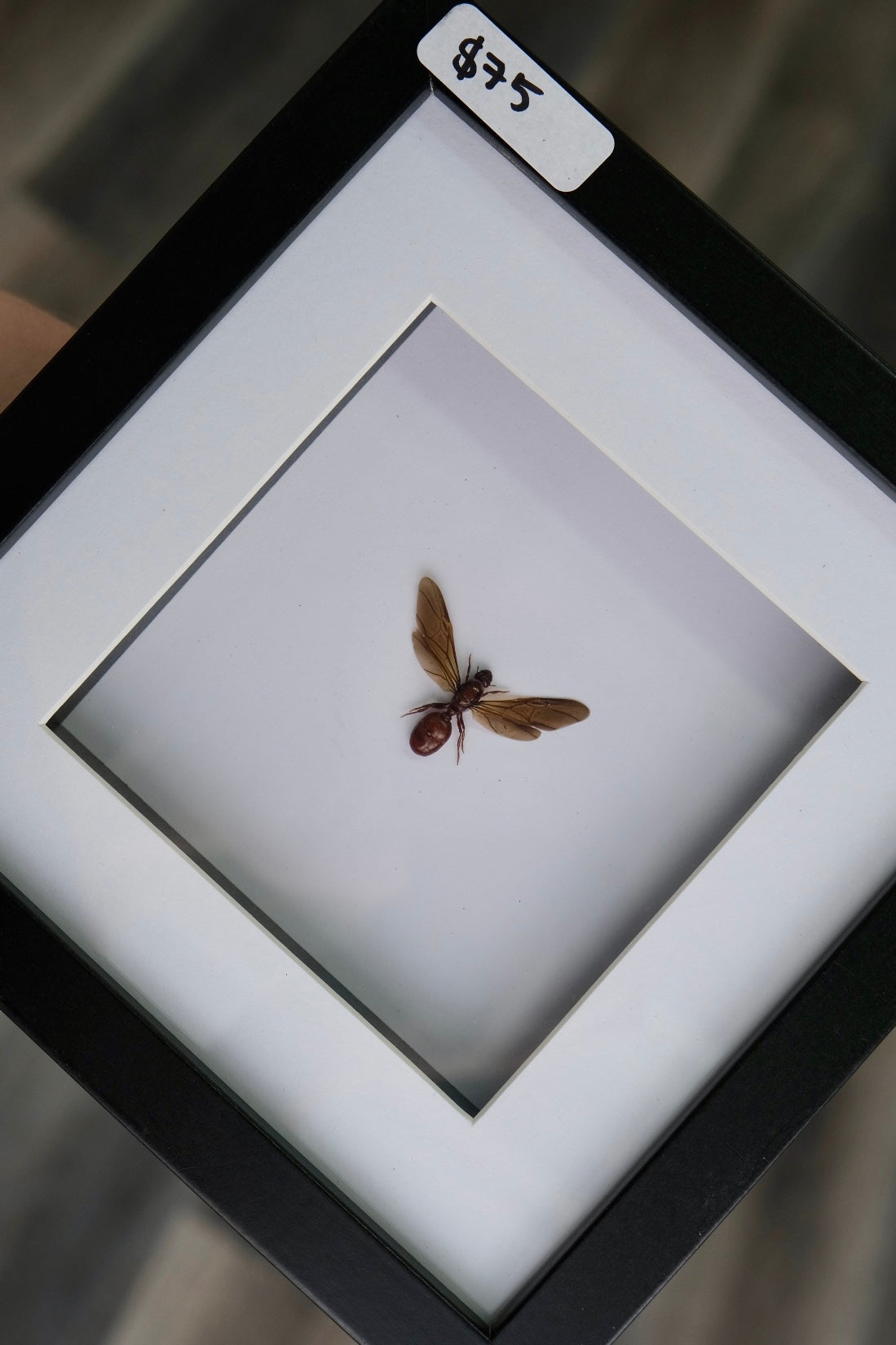 Queen Ant in a frame