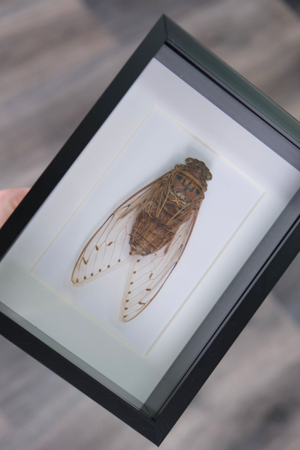 XL Pomponia Cicada in a frame