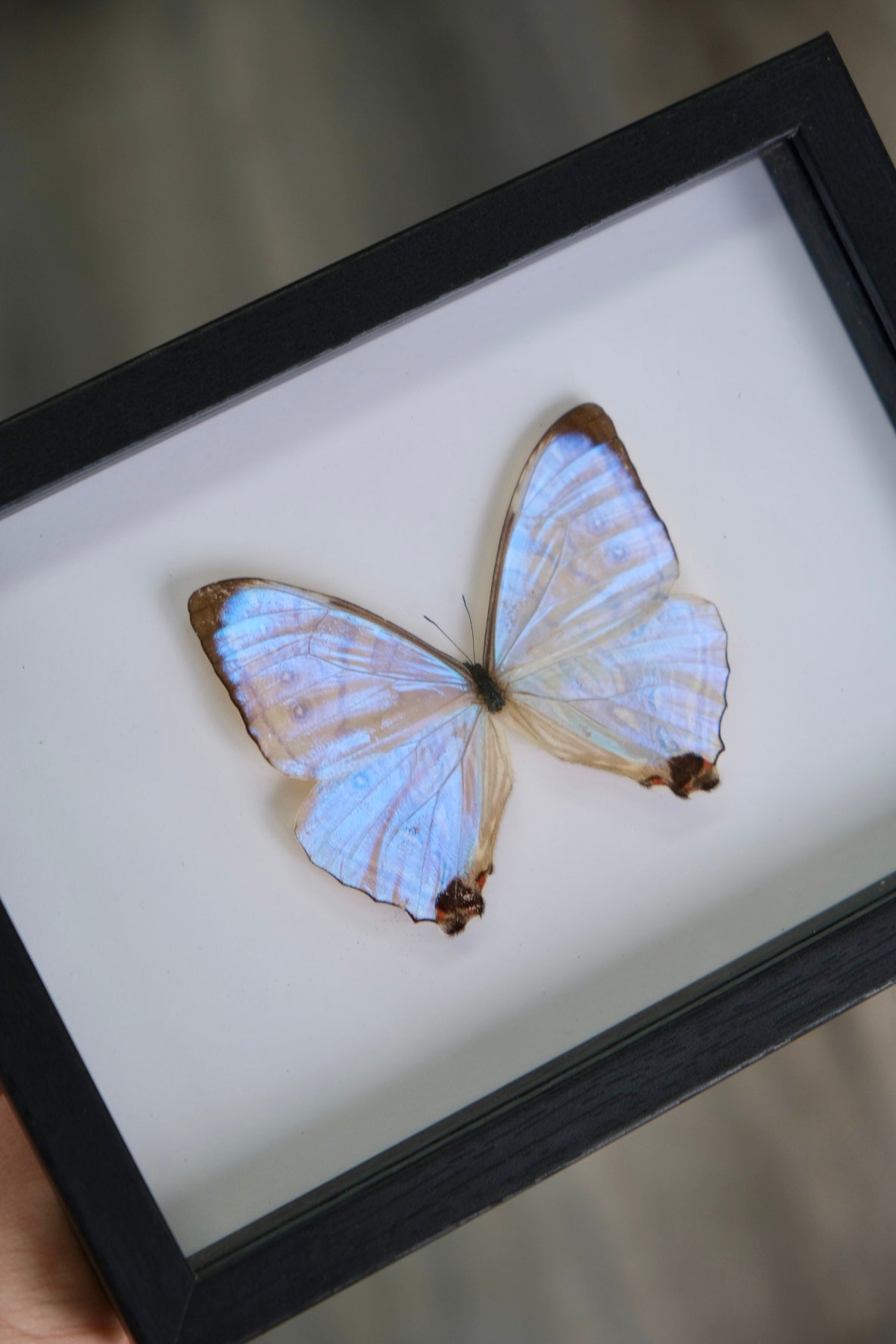 Morpho Sulkowsky Butterfly in a frame | Landscape