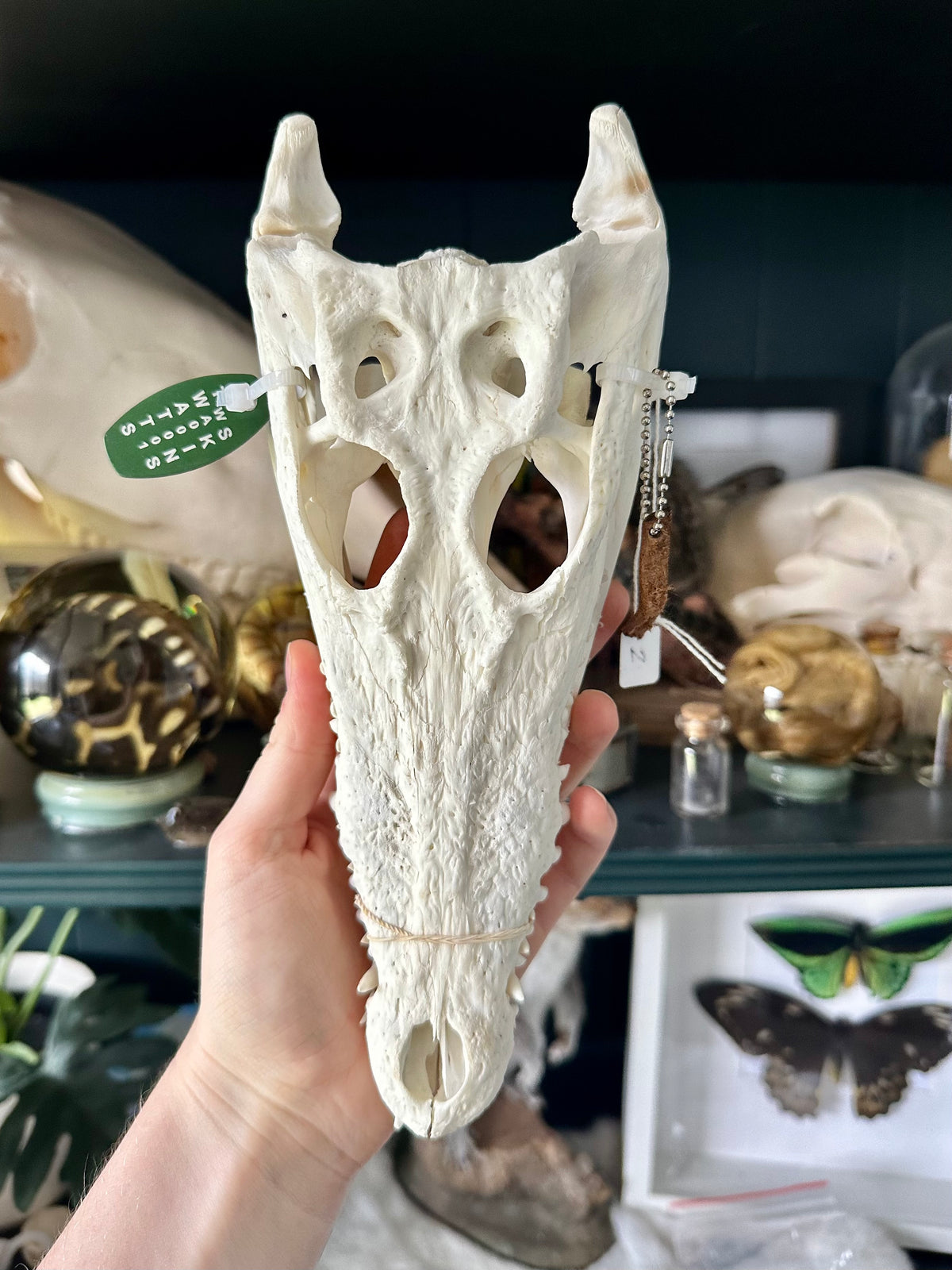 Australian Saltwater Crocodile Skull #2