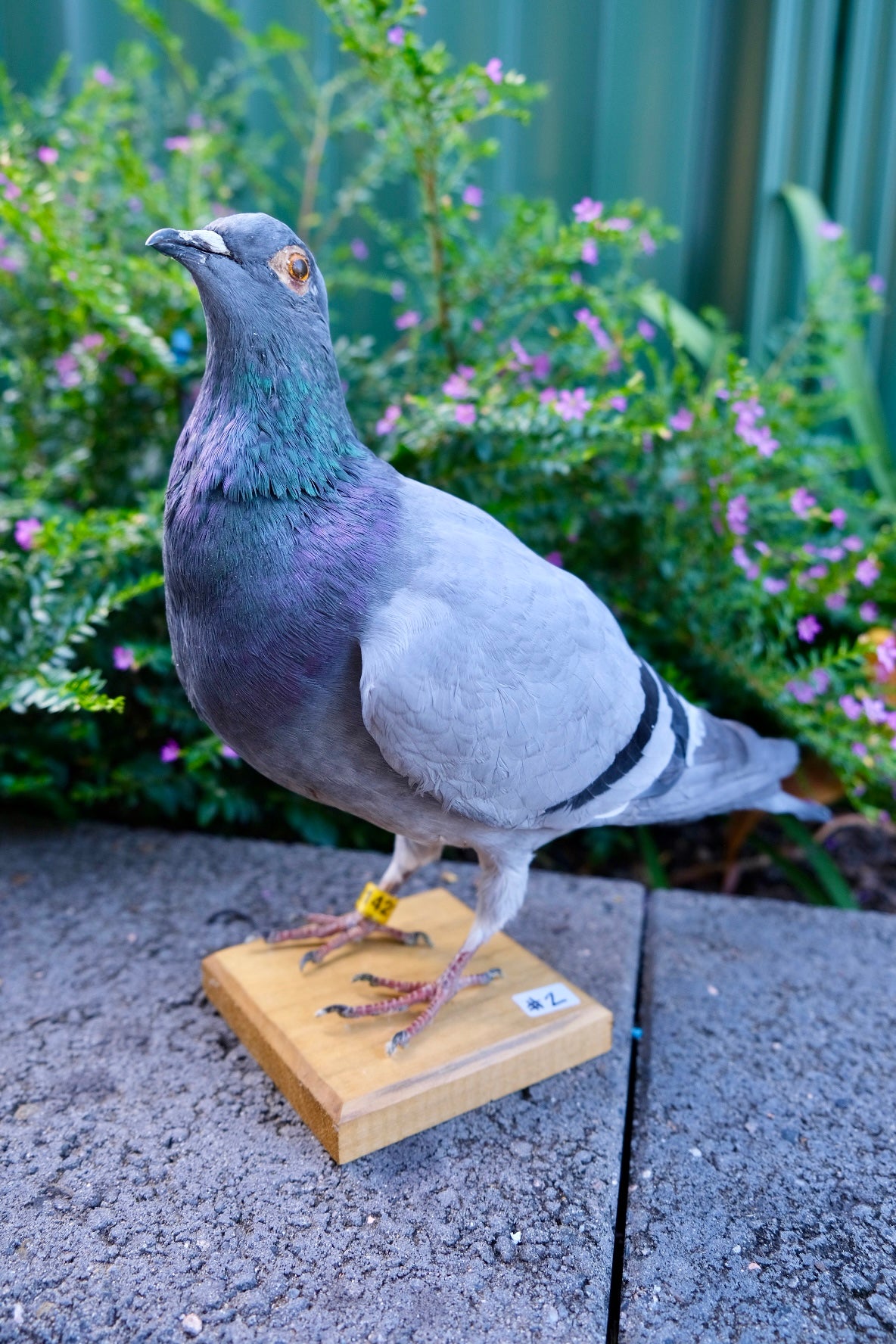 Taxidermy Pigeon #2