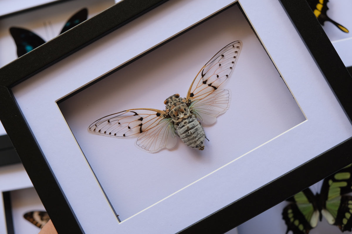 White Ghost Cicada / Ayuthia Spectabile in a larger frame